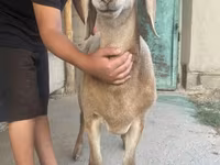 Beran, Arashan sheep — foto 3