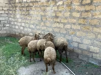 Owce (partia, płeć nieokreślona), Owce — zdjęcie 4