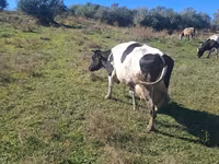 Krava, Simmental cattle — foto 2