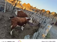 காளை, Simmental cattle — புகைப்படம் 1