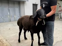 Widder, Rhon sheep — Foto 3