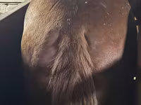 Faras, Horses — sawirka 2