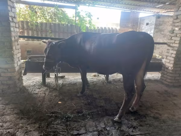 Bull, Red Estonian cattle — Uzbekistan