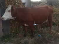 گاو ماده, Swiss cattle — عکس 1