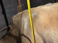 গাভী, Swiss cattle — ছবি 2