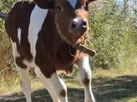 Toro, Simmental cattle — foto 1