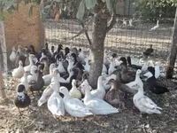 Ducks — ፎቶ 5