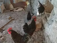 Chickens — تصویر 2