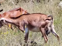 Get, Nubian Goat — foto 1
