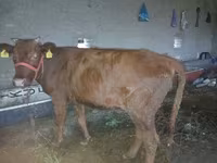 Cow, Cattle — photo 1
