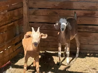 Koza, Saanen goat — fotografija 4