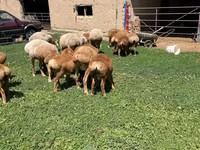 Oaie, Arashan sheep — foto 8