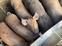 Babi betina, Дюрок — foto 5