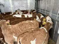 ხარი, Simmental cattle — ფოტო 3