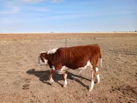 Bull, Kazakh White-headed cow — photo 3