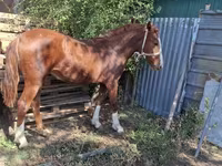 Mare, Horses — photo 2