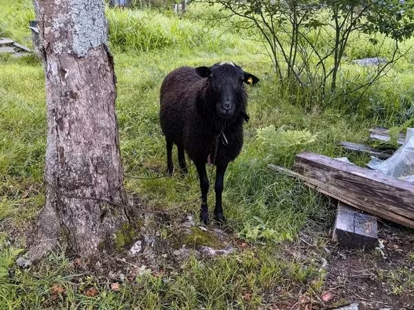 Berbec, Romanov sheep