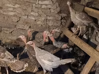 Turkeys — 照片 2