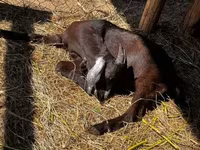 Արու այծ, Nubian Goat — լուսանկար 3