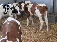 گاو ماده, Russian Black pied cattle — عکس 3