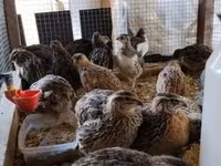 Quails — լուսանկար 5