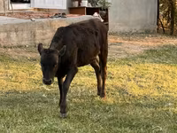 Mucca, Bovini — foto 7
