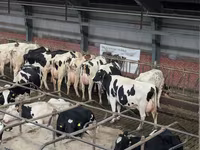 Vacă, Rasa Holstein — foto 3