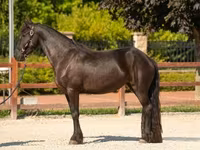 مادیان, Friesian — عکس 3