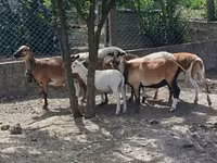 Модагӯсфанд, Cameroon sheep — акс 4