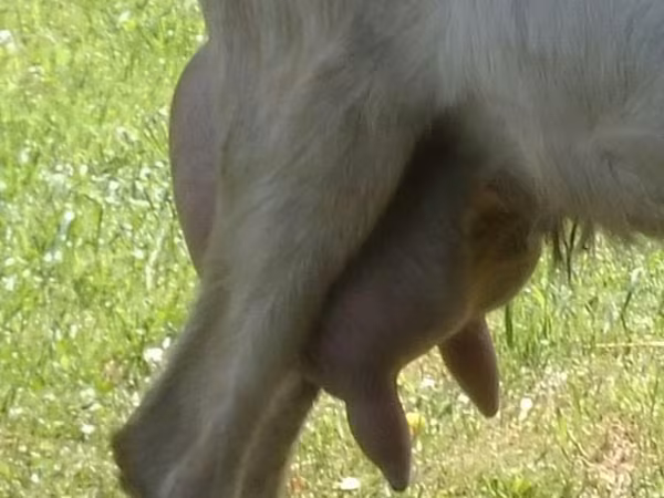 Billy Goat, Goats — Russia