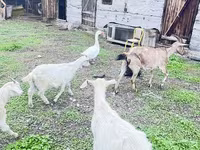 Koza, Alpine goat — foto 5