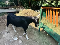 Buk, Alpine goat — foto 2