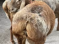 مینڈھا, Arashan sheep — تصویر 6