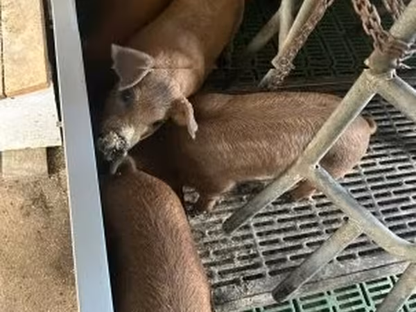 Pigs (batch, sex not specified),  — Hungary