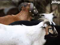 میش, Cameroon sheep — عکس 6