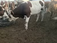 Toro, Simmental cattle — foto 2