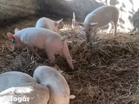 Scrofa, Дюрок — foto 3