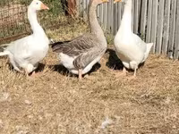 Geese — foto 7