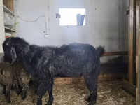 Kozel, Damask goat — foto 3