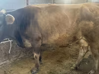 Mucca, Bovini — foto 2