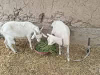 بز ماده, بز — عکس 3