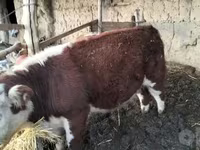 Bovine (lot, sex nespecificat), Hereford — foto 2