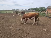 Tyre, Simmental cattle — foto 4