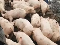 Sow, Pigs — photo 6