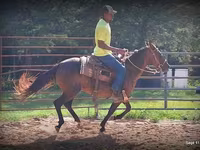 Cavalla, Standardbred — foto 8