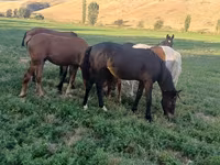 ፈረስ, Horse breed — ፎቶ 1