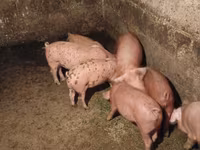 Doofaar lab, Pigs — sawirka 1