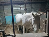 Kuda betina, Horses — foto 3