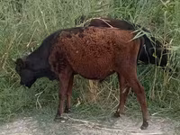 Bull, Cattle — photo 4