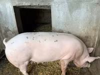 Sow, Pigs — photo 4
